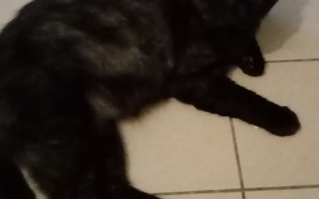 Zizou
