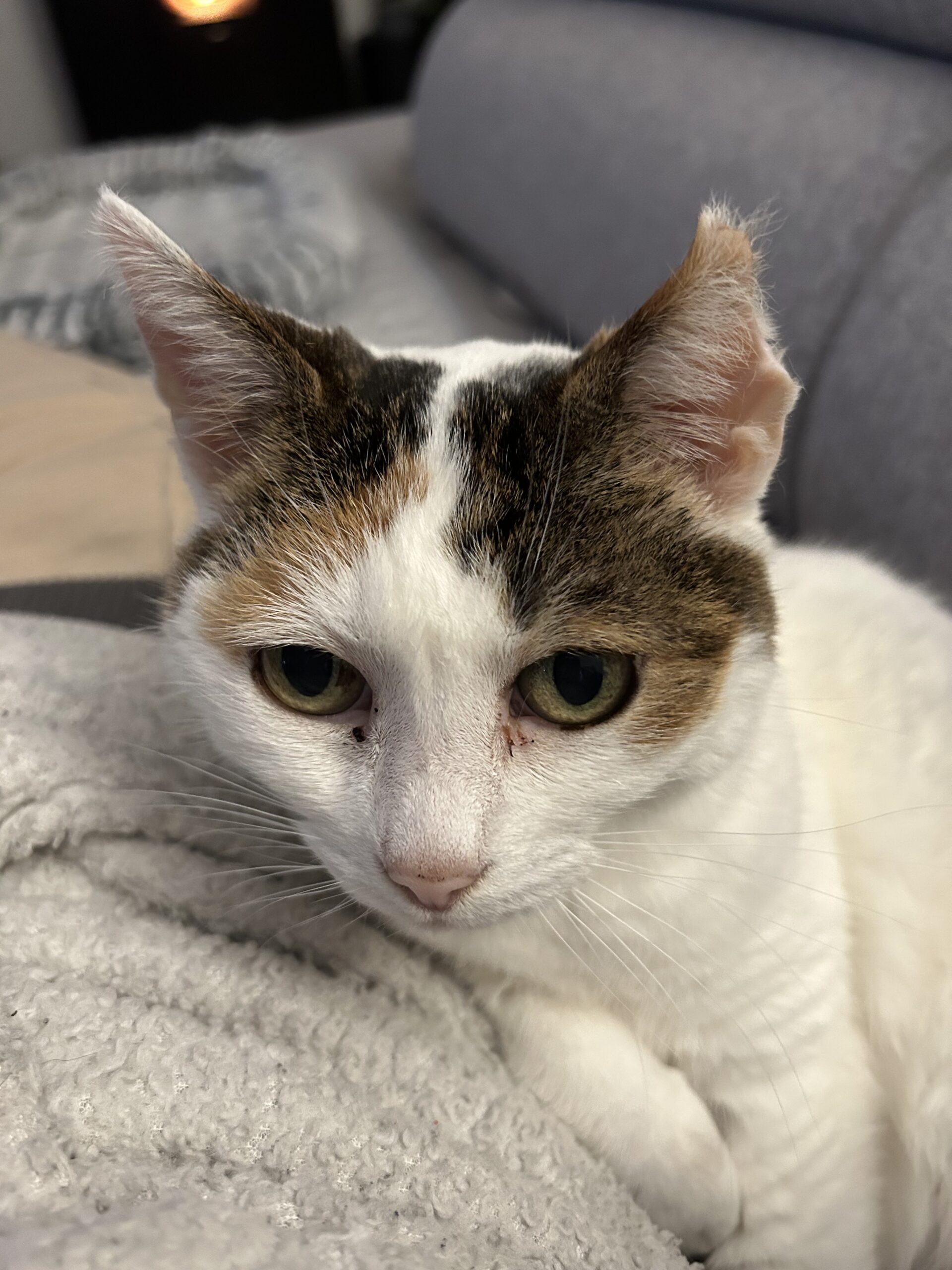 Minette