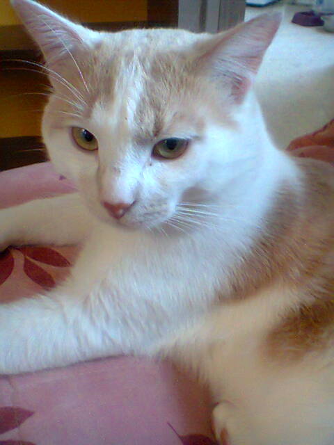 Garfield