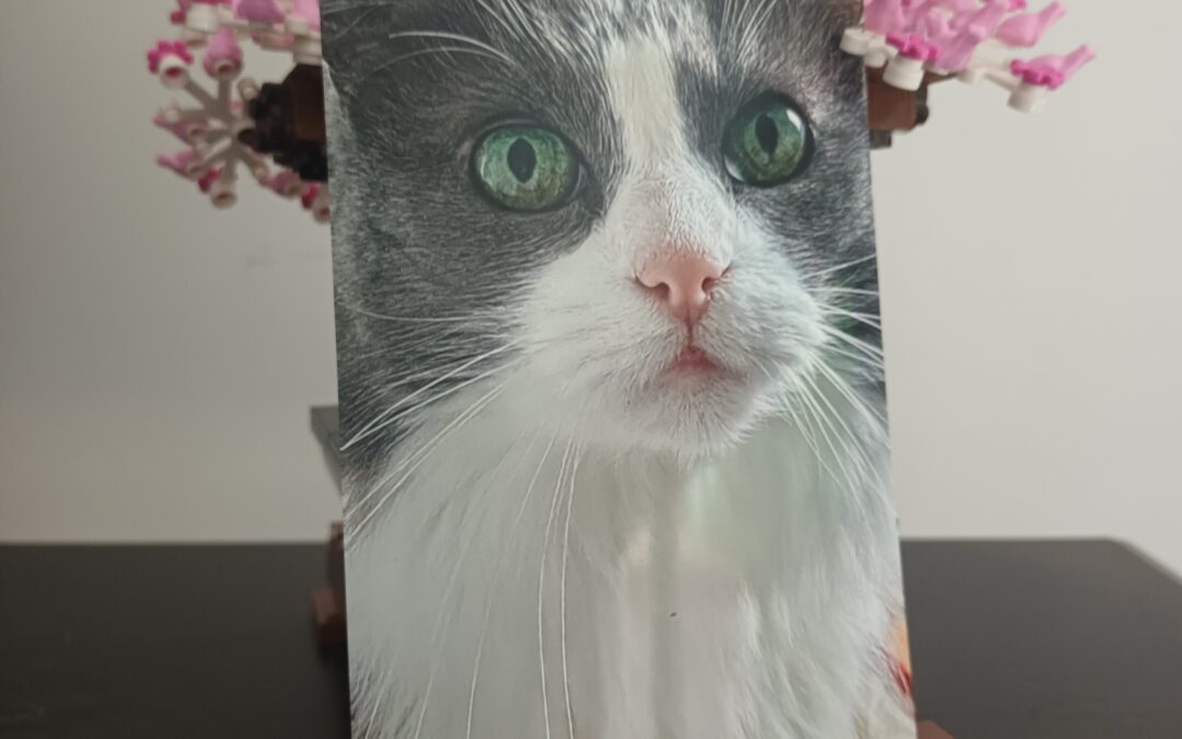 Zao
