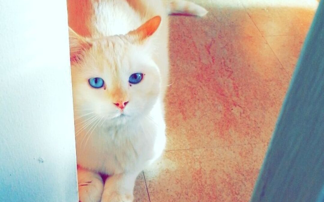 Loulou