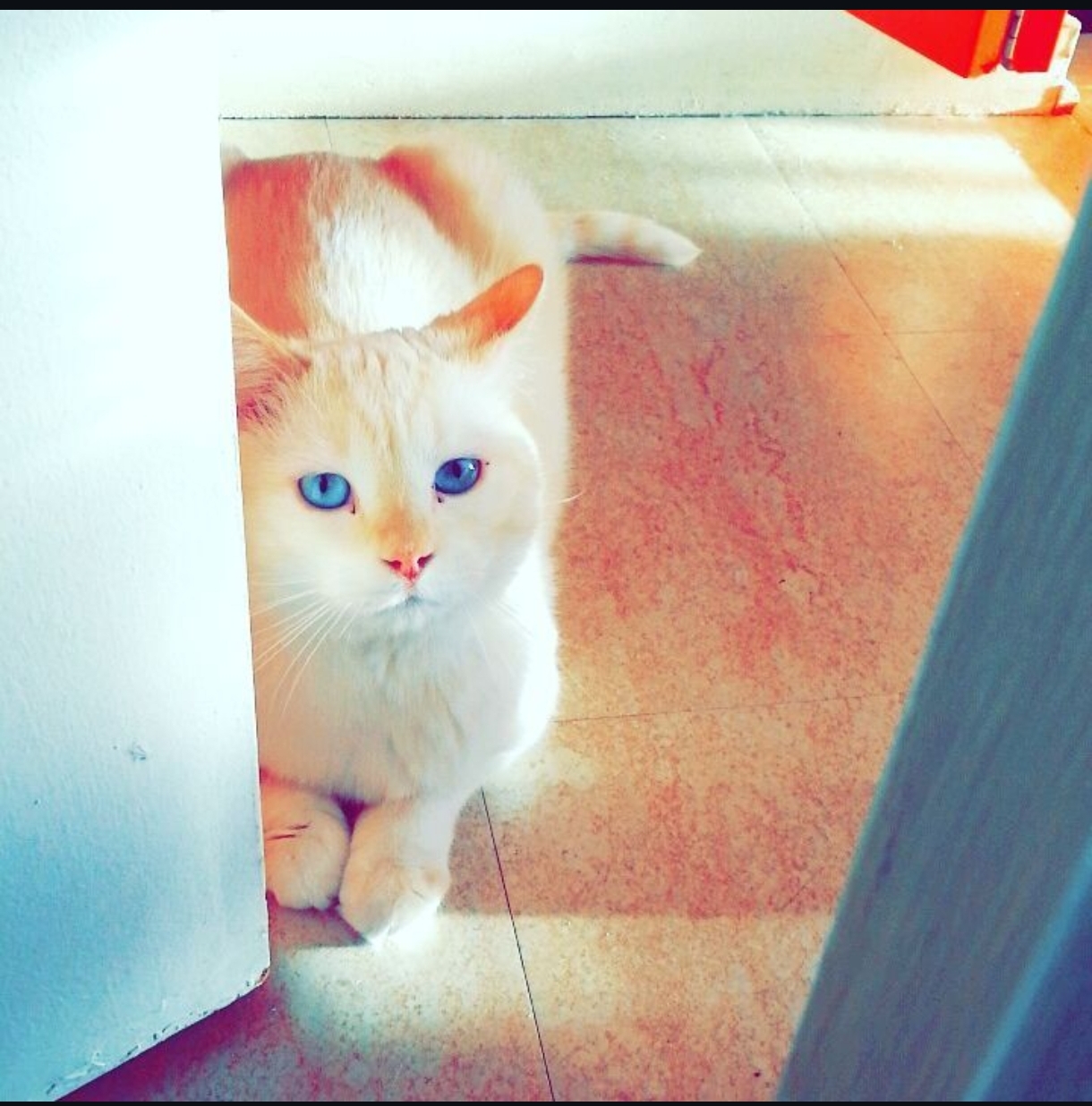 Loulou